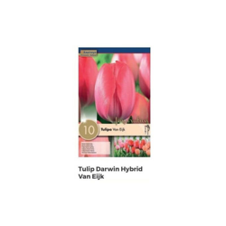 Bulbi di Tulipano Darwin Hybrid Van Eijk confezione da 10 pz en oferta