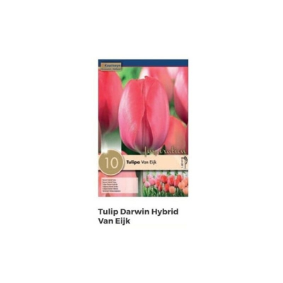 Bulbi di Tulipano Darwin Hybrid Van Eijk confezione da 10 pz