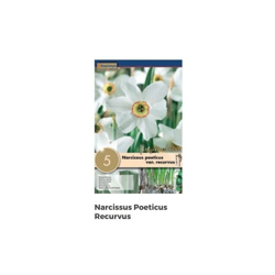 Bulbi di Narciso Recurvus confezione da 5 pz en oferta