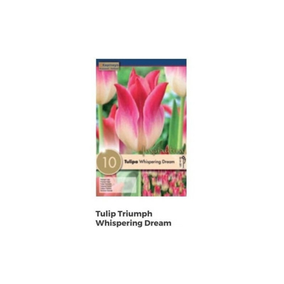 Bulbi di Tulipano Triumph Whispering Dream confezione da 10 pz