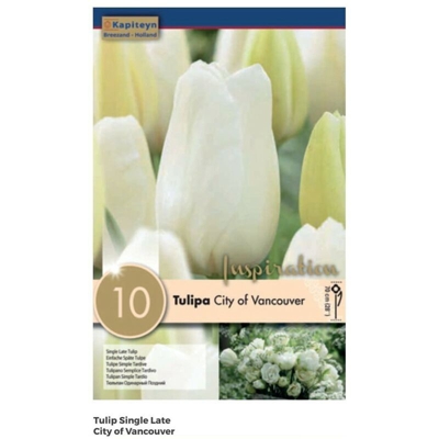 Bulbi di Tulipano City Vancouver confezione da 10 pz