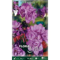 Bulbi Primaverili Freesia Double Blue Confezione Da 10 Bulbi Bulbs Bulbes precio