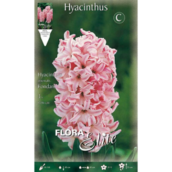 Giacinto For Glasses Fondant Confezione Da 3 Bulbi Autunnali Bulbs en oferta