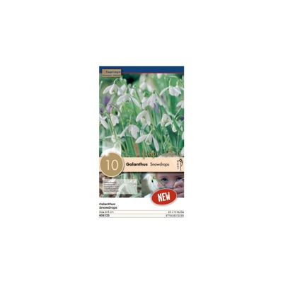 Bulbi di Galanthus Snowdrops confezione da 10 pz KAPITEYN