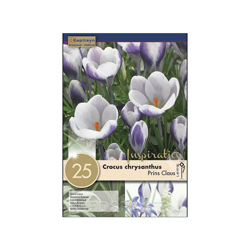 Bulbi di Crocus Prins Claus confezione da 25 pz KAPITEYN en oferta