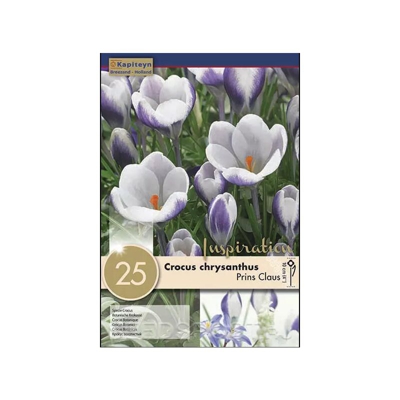 Bulbi di Crocus Prins Claus confezione da 25 pz KAPITEYN