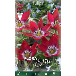 Bulbi Autunnali Tulipano Tiny Timo Confezione Da 10 Bulbi Bulbs Bulbes características