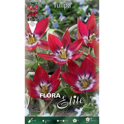 Bulbi Autunnali Tulipano Tiny Timo Confezione Da 10 Bulbi Bulbs Bulbes