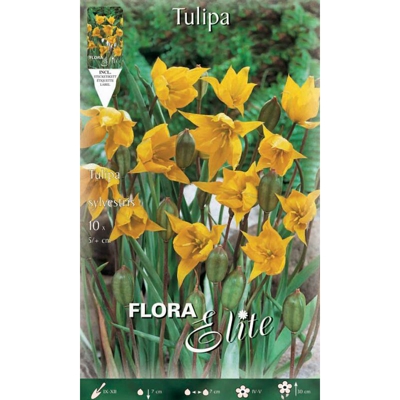 Bulbi Autunnali Tulipano Sylvestris Confezione Da 10 Bulbi Bulbs Bulbes