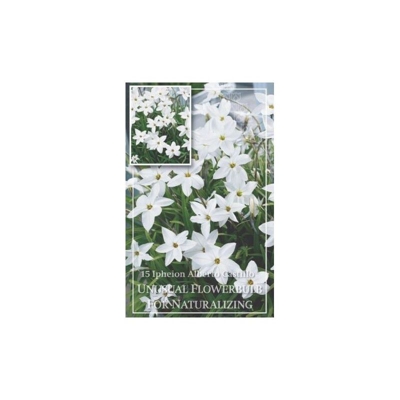 Bulbi di Ipheion Alberto Castillo confezione da 15 pz KAPITEYN