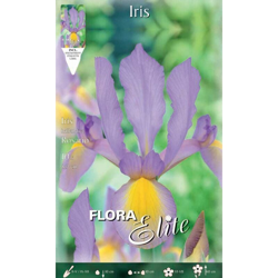 Bulbi Autunnali Iris Hollandica Rosario Confezione Da 10 Bulbi Bulbs Bulbes precio