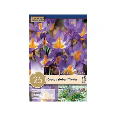 Bulbi di Crocus Sieberi Tricolor confezione da 25 pz KAPITEYN