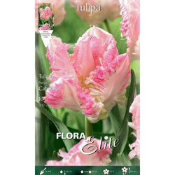 Bulbi Autunnali Tulipano Cabanna Confezione Da 10 Bulbi Bulbs Bulbes precio