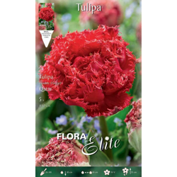 Tulipano Multifiori Fringed Family Confezione Da 5 Bulbi Autunnali Bulbs Bulbes en oferta