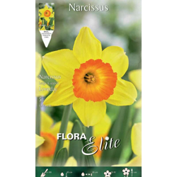 Bulbi Autunnali Narciso Large-Cupped Loveday Confezione Da 5 Bulbi Bulbs Bulbes en oferta