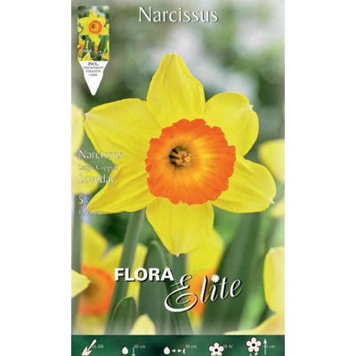Bulbi Autunnali Narciso Large-Cupped Loveday Confezione Da 5 Bulbi Bulbs Bulbes