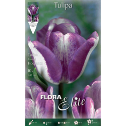 Bulbi Autunnali Tulipano Triumph Hotpants Confezione Da 10 Bulbi Bulbs Bulbes características