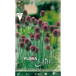 Bulbi Autunnali Allium Sphaerocephalum Confezione Da 30 Bulbi Bulbs Bulbes en oferta