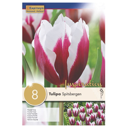 Tulipa Spitsbergen precio