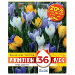 Promotion 20% Crocus Large Flowering Mixed Colours 48 precio