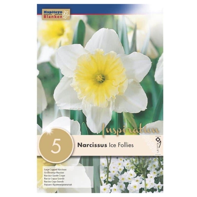 Narcissus Ice Follies