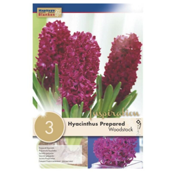 Bulbi di Giacinto Woodstock confezione da 3 pz KAPITEYN características