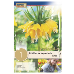 Bulbo di Fritillaria Lutea KAPITEYN características