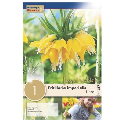 Bulbo di Fritillaria Lutea KAPITEYN