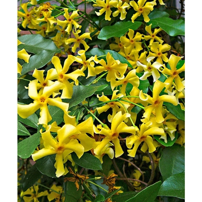 1 PIANTA DI TRACHELOSPERMUM JASMINOIDES STAR OF TOSCANE VASO 15CM gelsomino