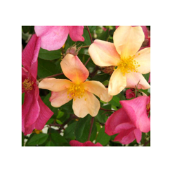 1 PIANTA DI ROSA CHINENSIS MUTABILIS IN VASO 18CM tappezzante precio