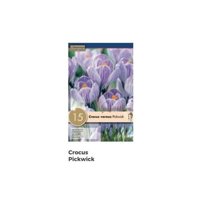 Bulbi di Crocus Pickwick confezione da 15 pz