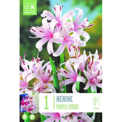 Bulbi di Nerine Purple Robbs confezione da 1 pz en oferta