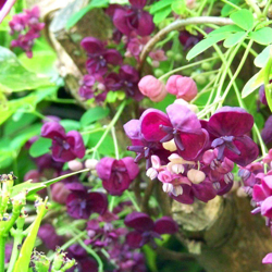 1 PIANTA AKEBIA QUINATA VASO 15CM PIANTA DA FIORE rampicante decorativa precio