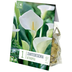 Bulbi di Zantedeschia Aethiopica confezione da 1 pz precio