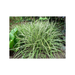 1 Pianta Di Carex Ice Dance In Vaso 17Cm Graminacea Ornamentale en oferta