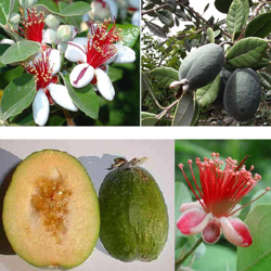 1 PIANTA FEIJOA SELLOWIANA Pineapple Guava proprietà antiossidanti benefiche características