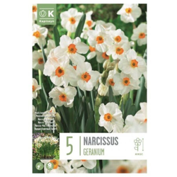 Bulbi di Narciso Bunch confezione da 5 pz en oferta