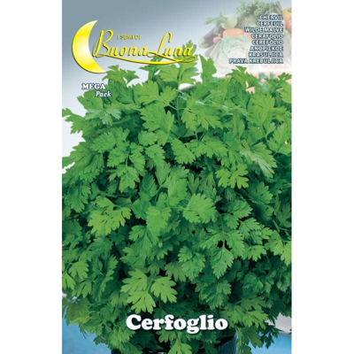Semi Orto Cerfoglio