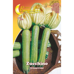 Semi Orto Zucchino Genovese precio
