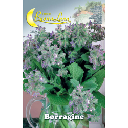 Semi Orto Borragine precio