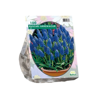 Muscari Armeniacum 100 Pz