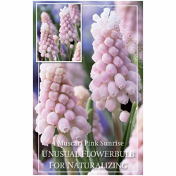 Bulbi di Muscari Pink Sunrise confezione da 4 pz - Kapiteyn precio