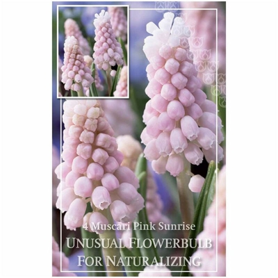 Bulbi di Muscari Pink Sunrise confezione da 4 pz - Kapiteyn