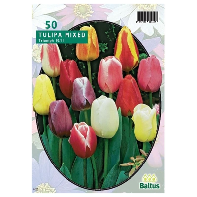 Tulipa Darwin Mix