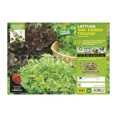 Lattuga foglia di quercia mix Panisse / Eluarde - 9 piante - Orto Mio