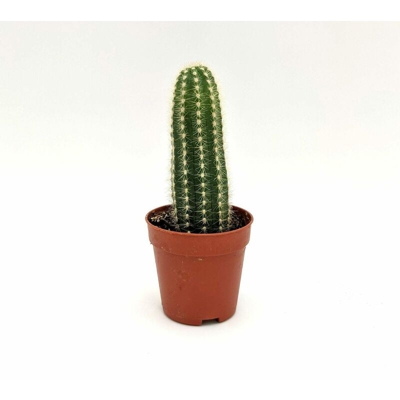 Echinocereus pectinatus - v. Ø 5 cm x 11 h cm