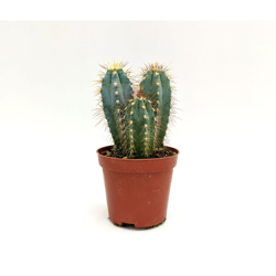 Pachycereus pecten-aboriginum ssp - ø 8,5 cm x h 17 cm características
