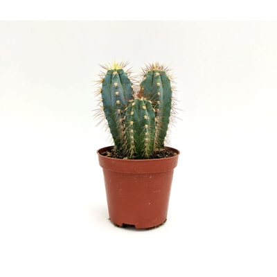 Pachycereus pecten-aboriginum ssp - ø 8,5 cm x h 17 cm
