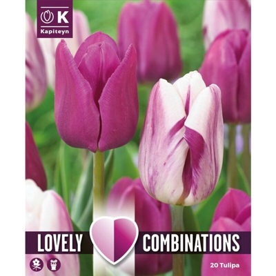 Bulbi Autunnali di Tulipano Combi Purple & White confezione 20 pz - Kapiteyn