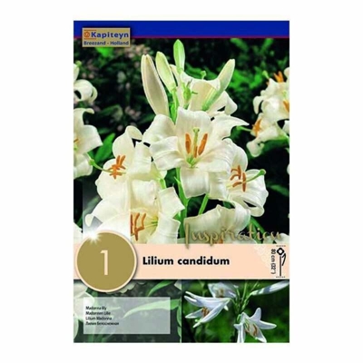 Bulbi Autunnali di Lilium Candidium confezione da 1 pz